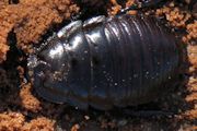 Burrowing Cockroach (Geoscapheus dilatatus) (Geoscapheus dilatatus)
